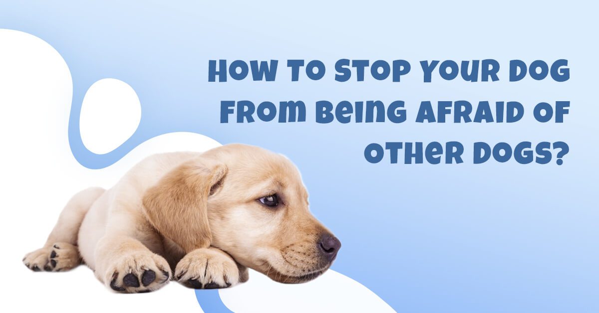 A dog laying on its back with the text " how to stop you from being afraid of others ".