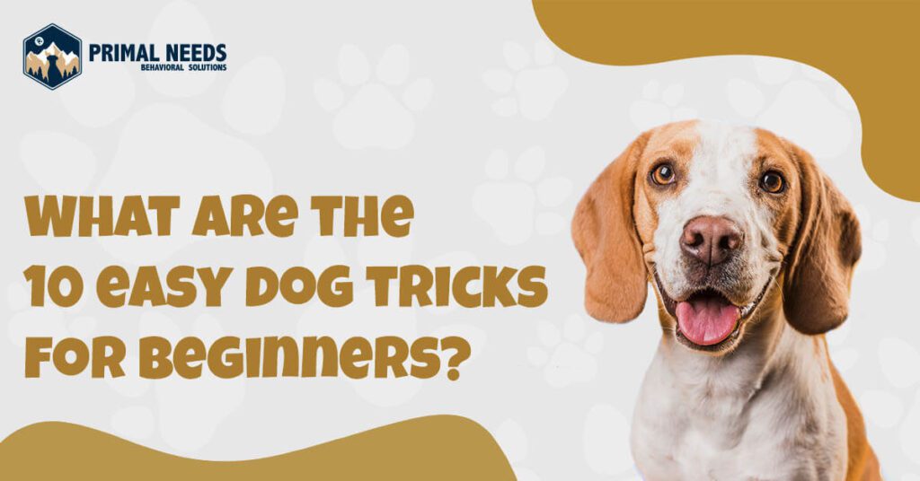 A dog with its mouth open and the text " where are they dog tricks for beginners ?"