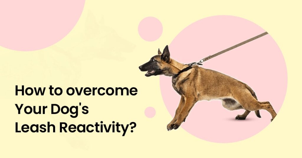 A dog is running on a leash with text that reads, " how to overcome being 's reactive ?"