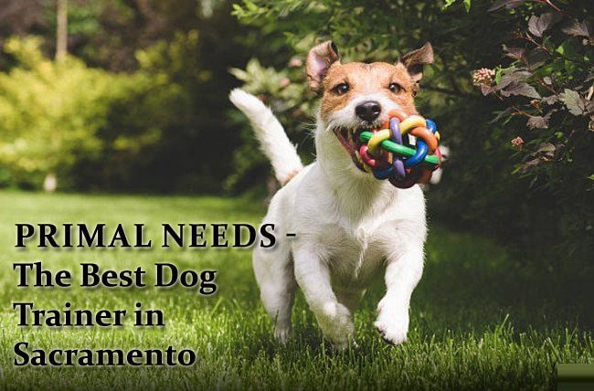 A dog running in the grass with a toy.