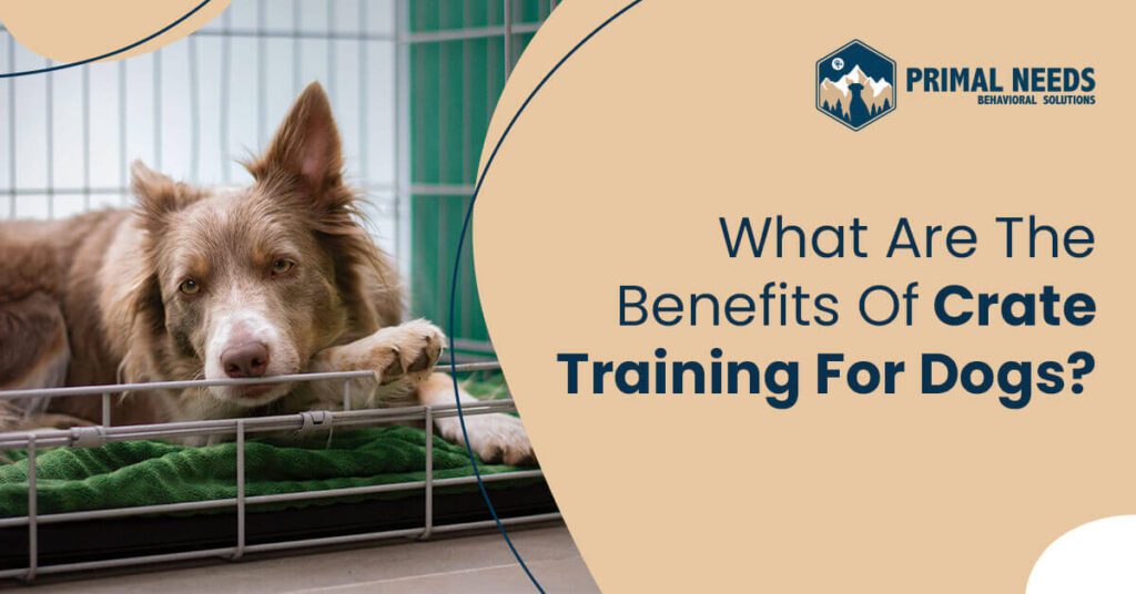 A dog in its cage with the words " what is benefits of training facility ?" on it.