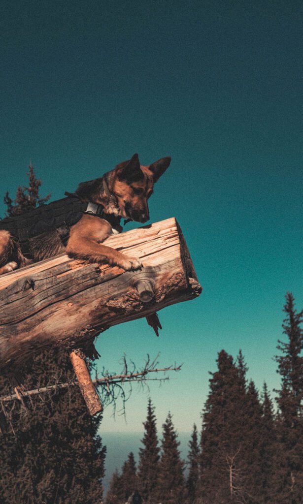 A dog standing in front of a mountain with trees.