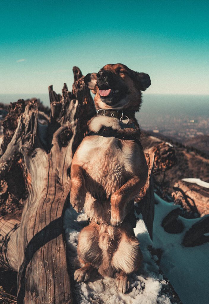 A dog standing in front of a mountain with trees.