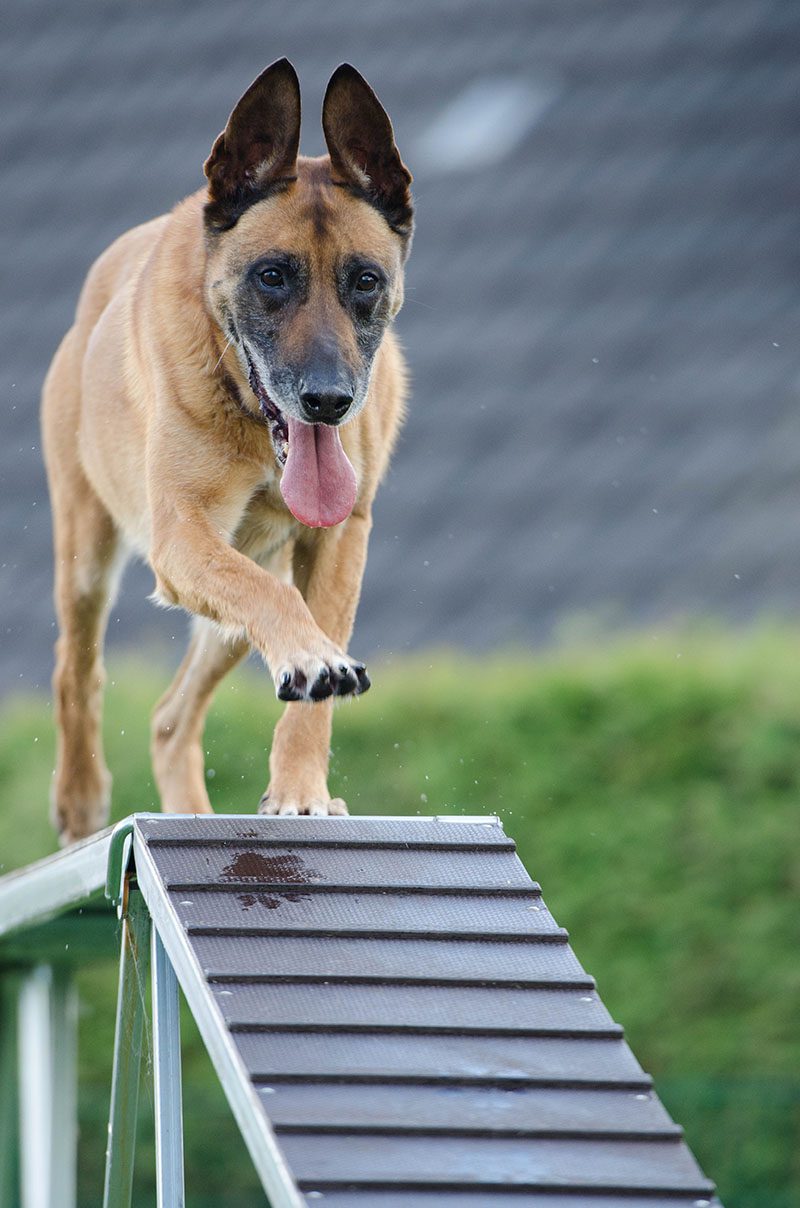 A dog is jumping over the ramp on his hind legs.