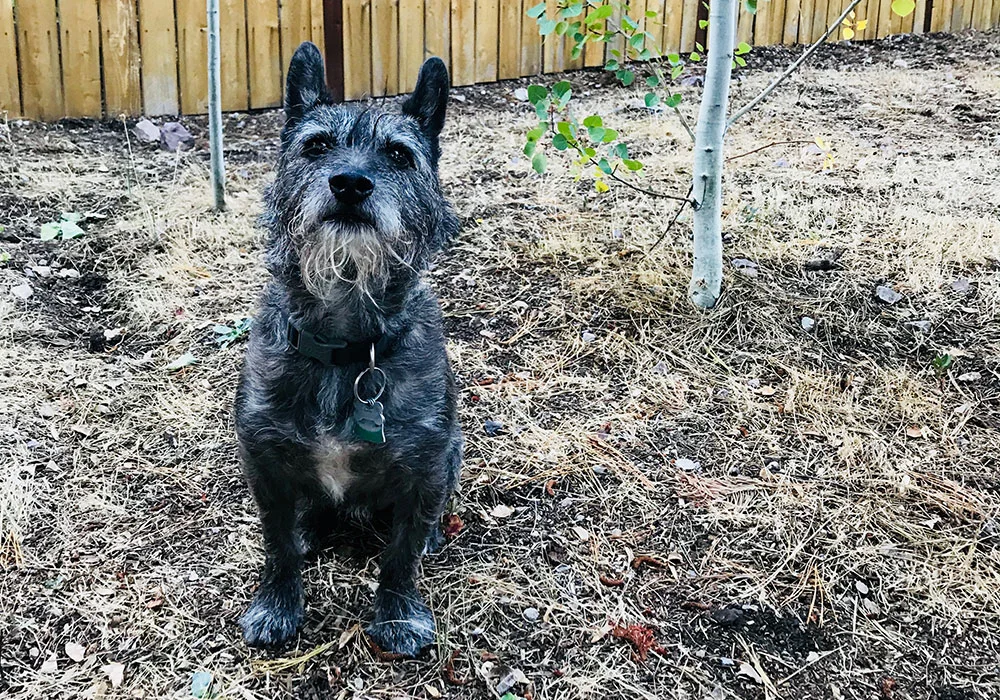 A dog standing in the dirt near some trees.