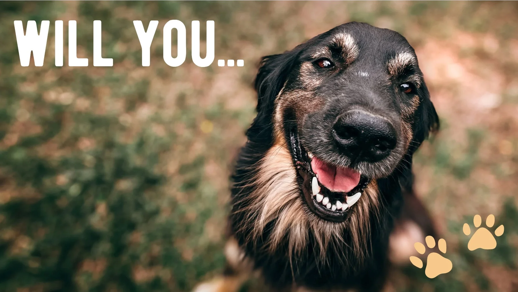 A dog with the words " you " written on it.