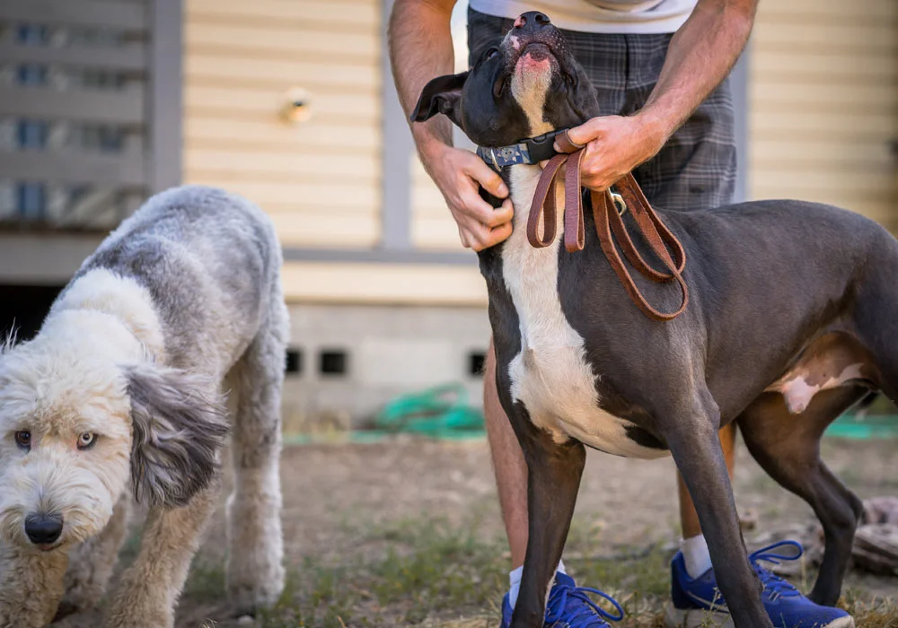 A man holding two dogs on a leash.