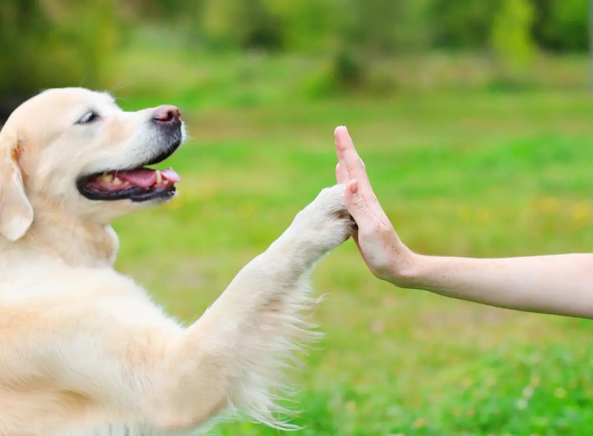 A dog giving a high five to someone