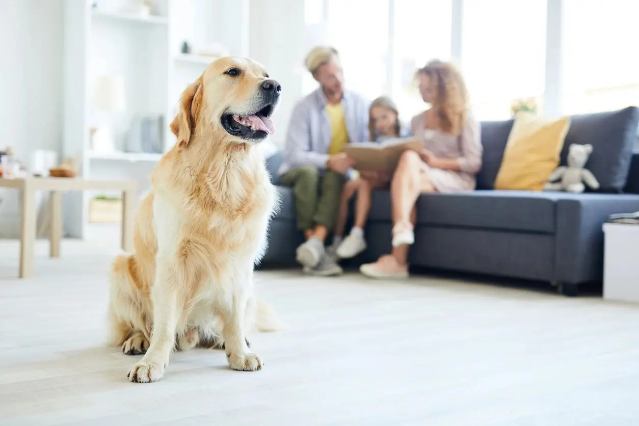 A dog sitting on the floor in front of people.