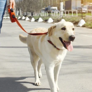 A dog is walking down the street on a leash.