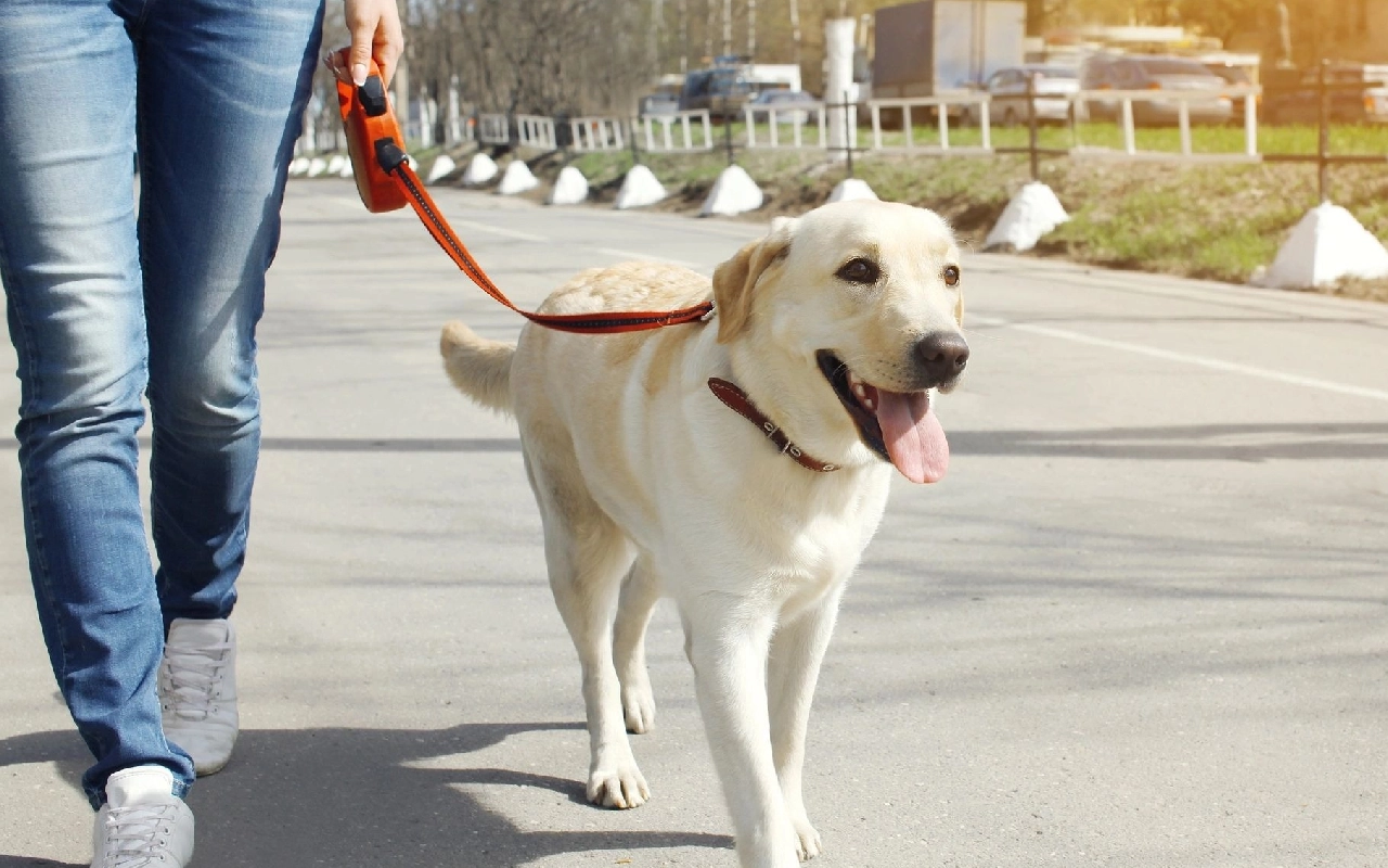 A dog is walking down the street on a leash.