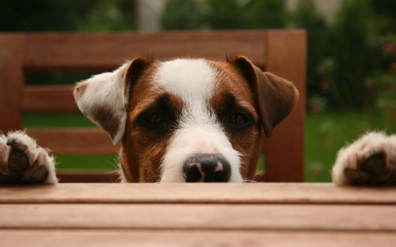 A dog sitting at the end of a wooden bench.