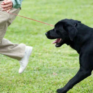 A black dog is being walked by someone