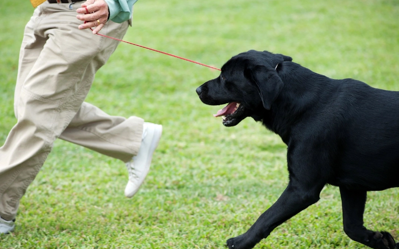 A black dog is being walked by someone