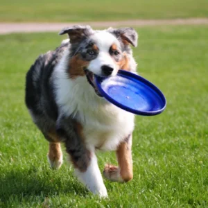 A dog running in the grass with a frisbee.