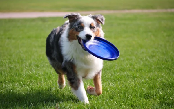 A dog running in the grass with a frisbee.