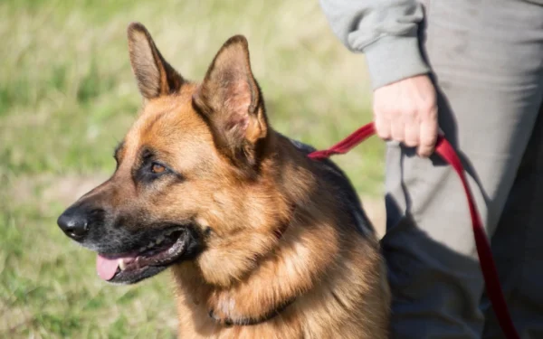 A person walking a dog on a leash.