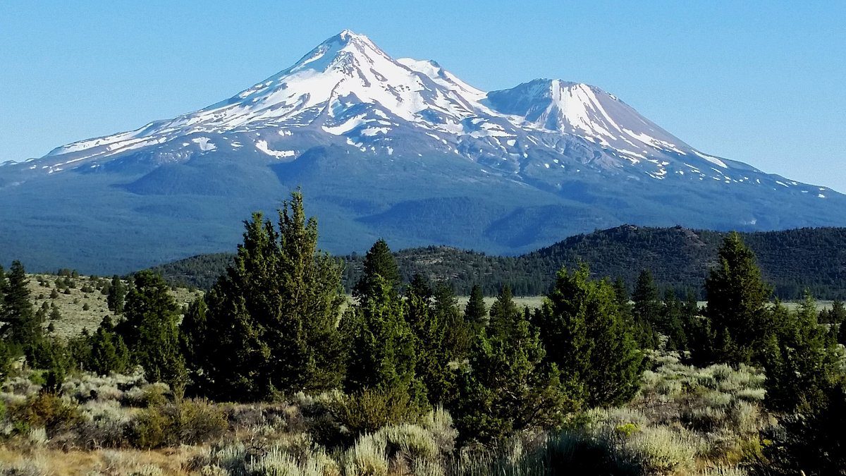 Snow-capped Mount Shasta, coniferous trees.