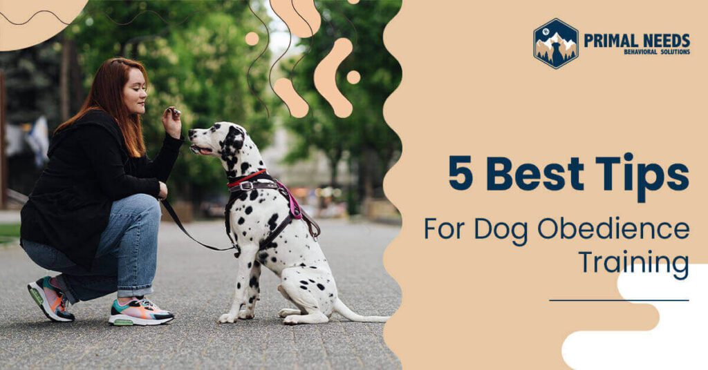 5 Best Tips For Dog Obedience Training