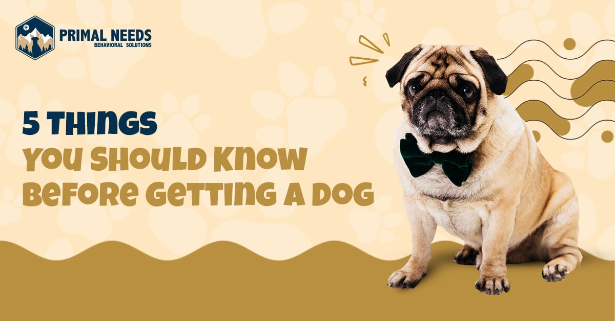 5 Things You Should Know Before Getting A Dog - Primal Needs