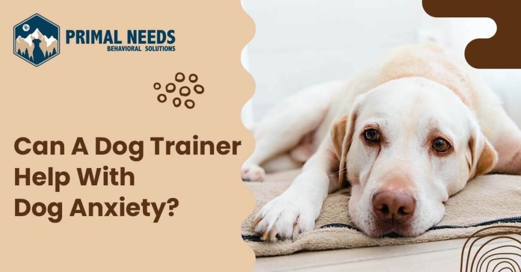 Can A Dog Trainer Help With Dog Anxiety?