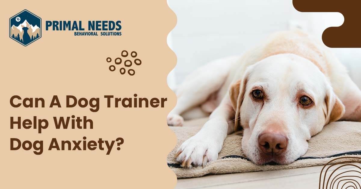 Can a dog trainer help with dog anxiety? | Primal Needs