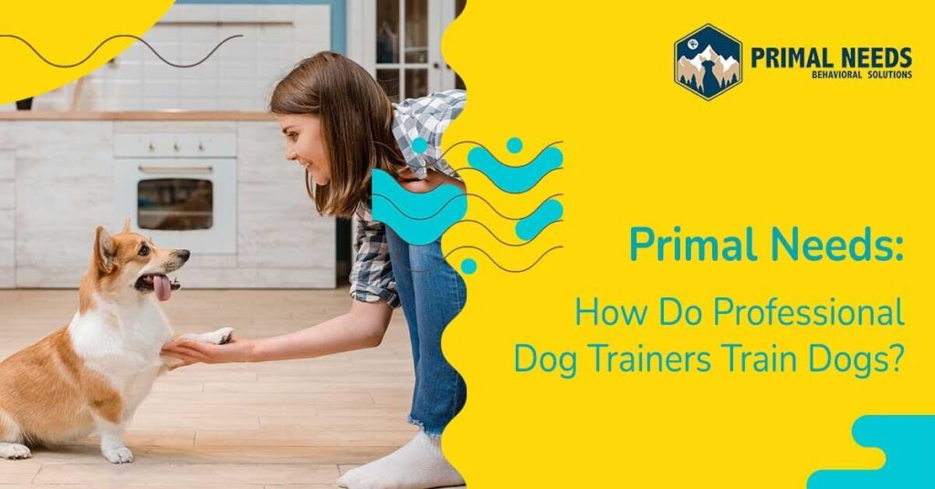 How Do Professional Dog Trainers Train Dogs?