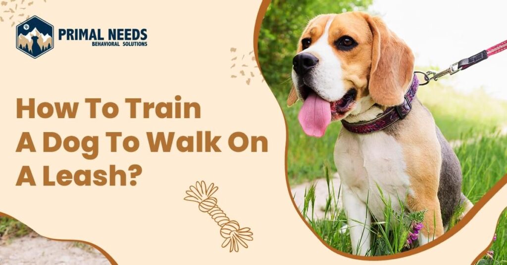 How To Train a Dog to Walk On a Leash | Primal Needs