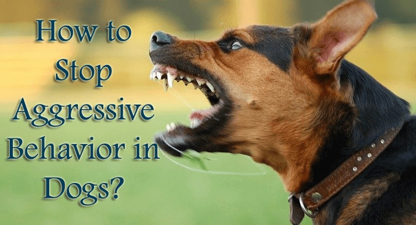 How to Stop Aggressive Behavior in Dogs?