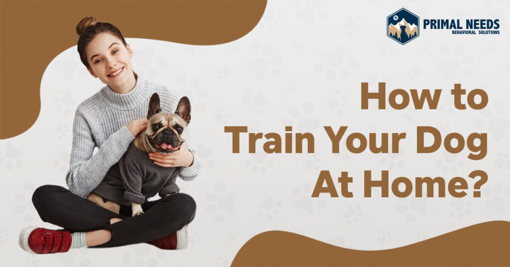 how can you train your dog