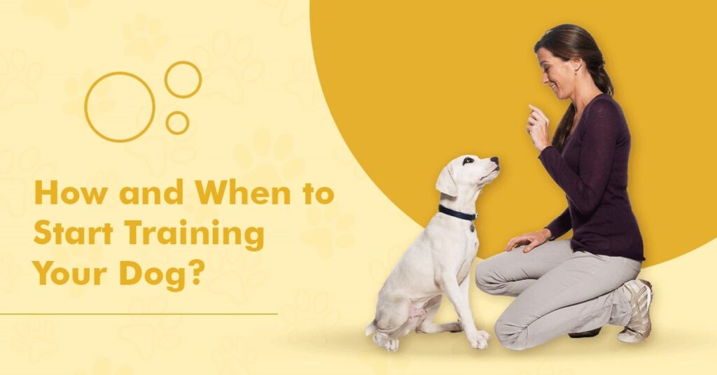 How and When to Start Training Your Dog?