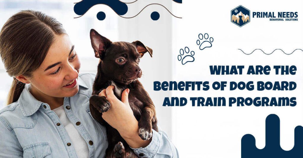 What Are The Benefits Of Dog Board And Train Programs?