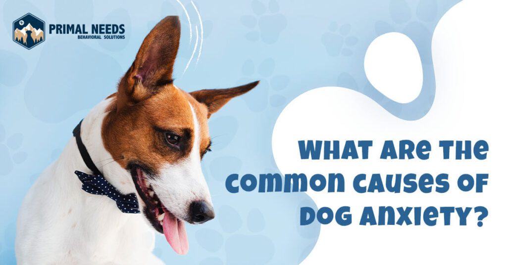 What are the common causes of dog anxiety? | Primal Needs
