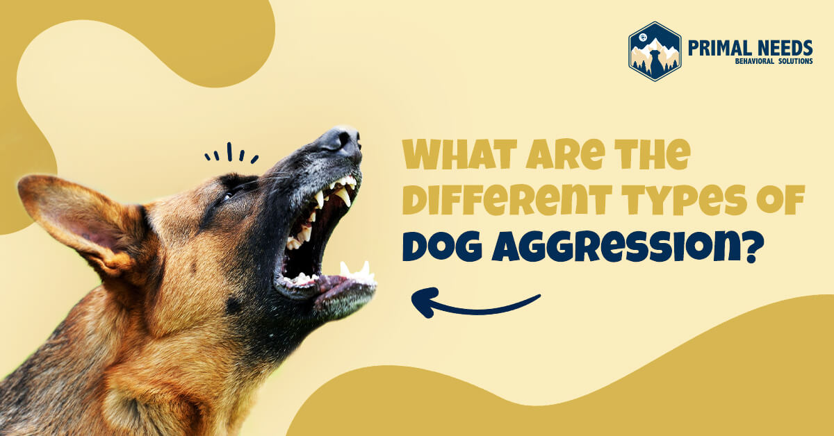 how to stop dogs aggression towards other dogs