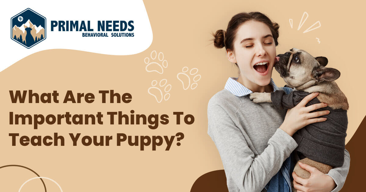 What are the important things to teach your puppy? | Primal Needs