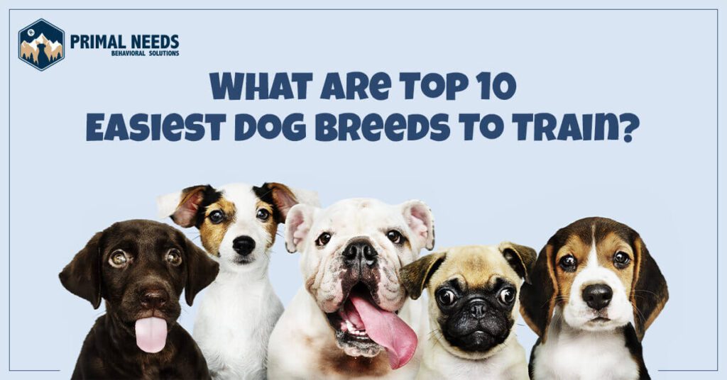 What Are Top 10 Easiest Dog Breeds To Train?