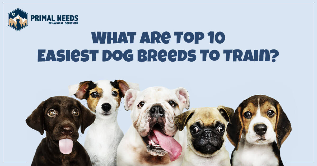 What are top 10 easiest dog breeds to train