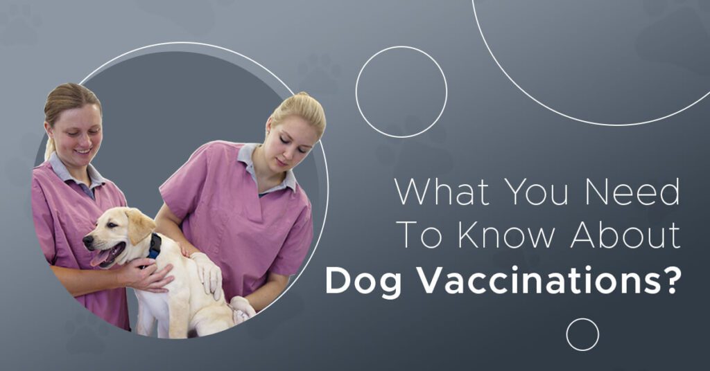 What You Need To Know About Dog Vaccinations?