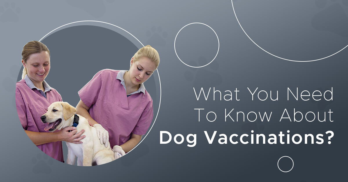 What you need to know about dog vaccinations? | Primal Needs - Dog Trainer in Mt Shasta California