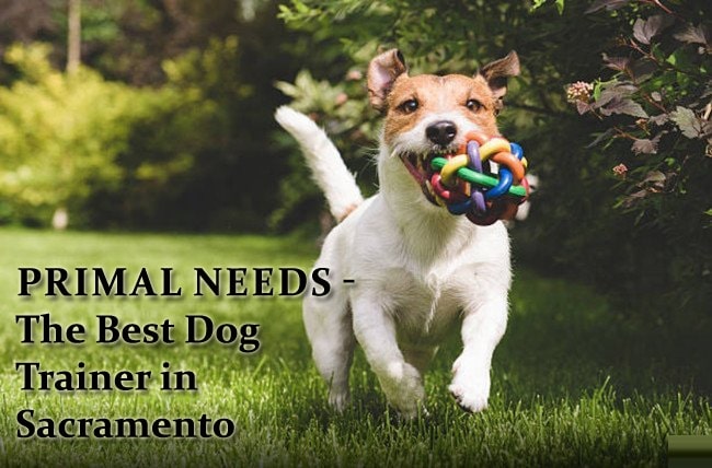 Primal Needs – The Best Dog Trainer In Sacramento